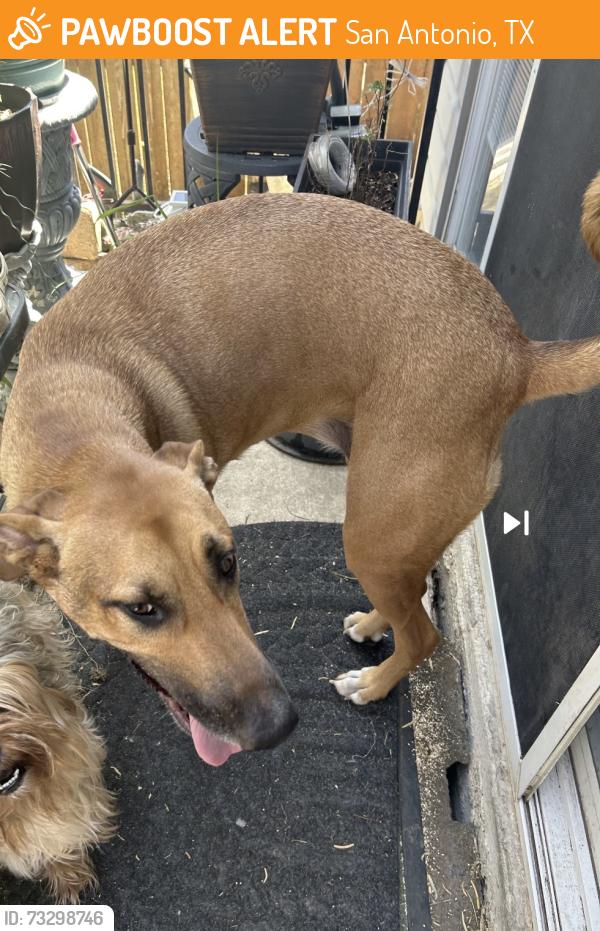 Found/Stray Female Dog last seen Wiggins Creek, San Antonio, TX 78207