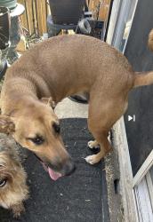 Found/Stray Female Dog last seen Wiggins Creek, San Antonio, TX 78207