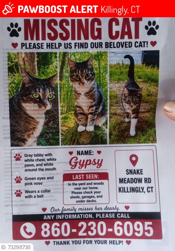 Lost Female Cat last seen rt 6, Killingly, CT 06239