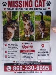 Lost Female Cat last seen rt 6, Killingly, CT 06239