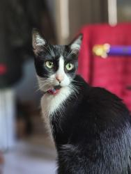 Lost Female Cat last seen Durango y Del rosal, Naucalpan de Juárez, Méx. 53490