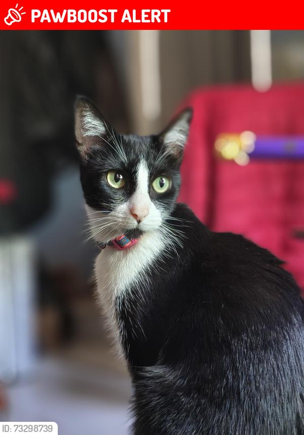 Lost Female Cat last seen Durango y Del rosal, Naucalpan de Juárez, Méx. 53490