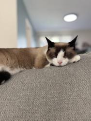 Reunited Male Cat last seen Near Kennington Ct, Huffman, TX 77336, USA, Huffman, TX 77336