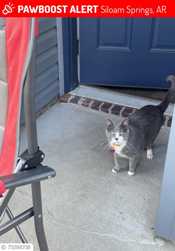 Lost Female Cat last seen Siloam Springs, Siloam Springs, AR 72761