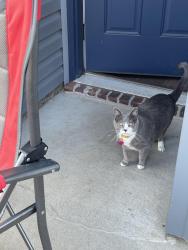 Lost Female Cat last seen Siloam Springs, Siloam Springs, AR 72761