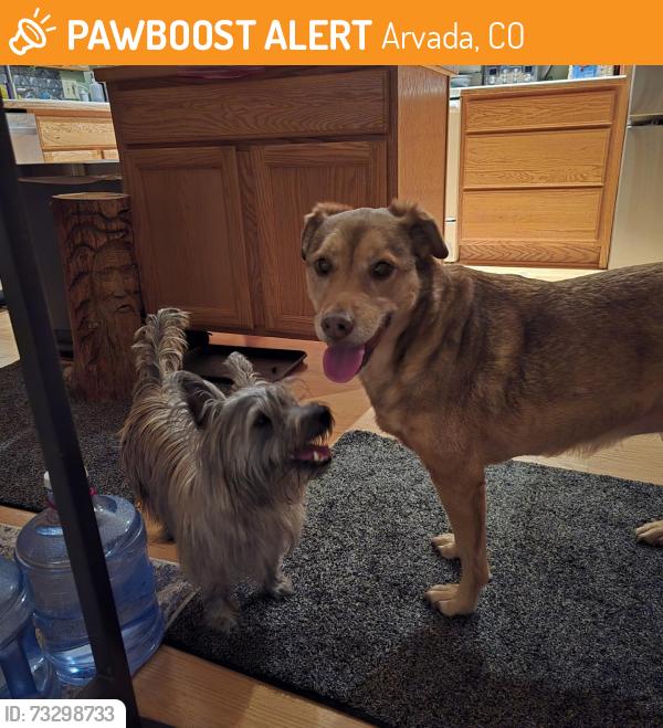 Found/Stray Female Dog last seen 77th & Brentwood, Arvada, CO, Arvada, CO 80005