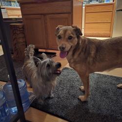 Found/Stray Female Dog last seen 77th & Brentwood, Arvada, CO, Arvada, CO 80005