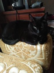 Reunited Male Cat last seen Pangborn Rd and Kahana, Decatur, GA 30033