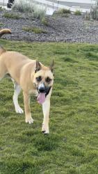 Found/Stray Male Dog last seen Near the park, San Francisco, CA 94130