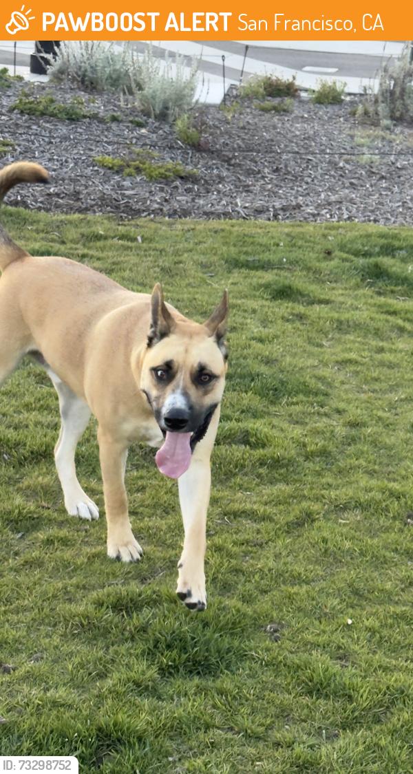 Found/Stray Male Dog last seen Near the park, San Francisco, CA 94130