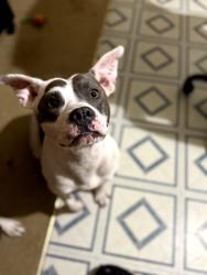 Lost Female Dog last seen Piedmont Rd and Madison, Piedmont, OK 73078