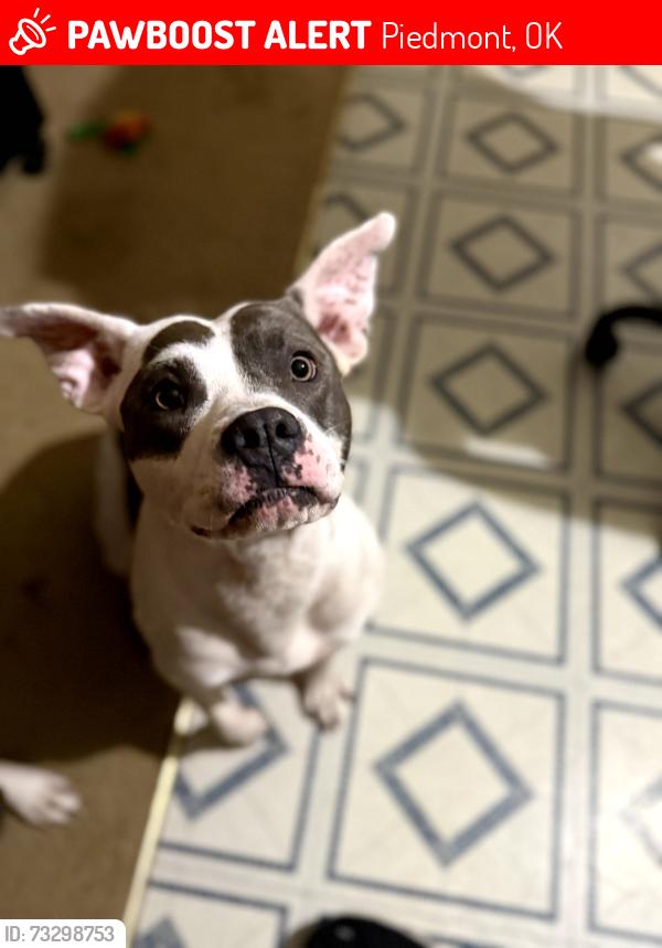 Lost Female Dog last seen Piedmont Rd and Madison, Piedmont, OK 73078