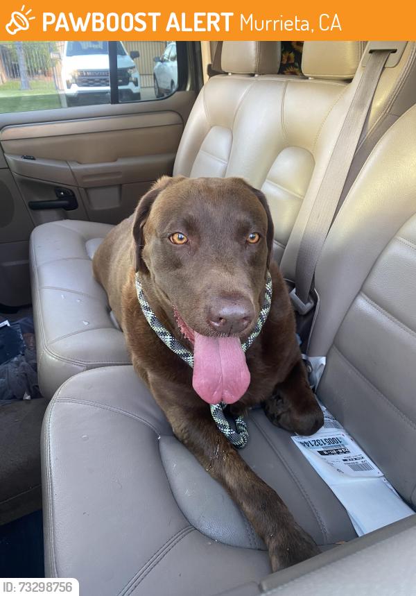 Found/Stray Female Dog last seen Los Alamos sports park, Murrieta, CA 92563