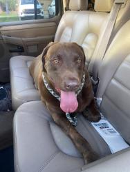 Found/Stray Female Dog last seen Los Alamos sports park, Murrieta, CA 92563