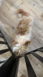 Found/Stray Male Dog last seen longhorn and mainstreet in saginaw, Fort Worth, TX 76179