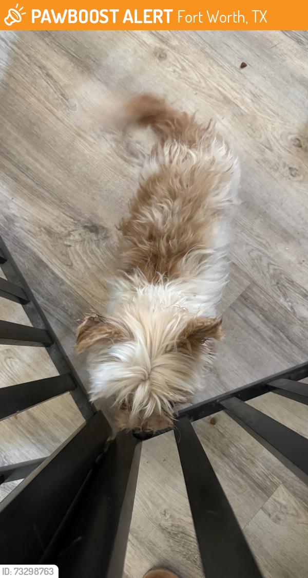 Found/Stray Male Dog last seen longhorn and mainstreet in saginaw, Fort Worth, TX 76179