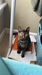 Lost Female Cat last seen Ayres street, Edmond, OK 73034