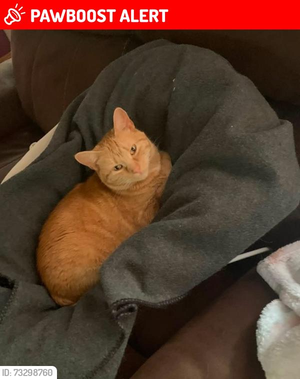 Lost Female Cat last seen Prindle road/storey road, Greenfield Township, PA 16428