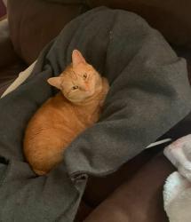 Lost Female Cat last seen Prindle road/storey road, Greenfield Township, PA 16428