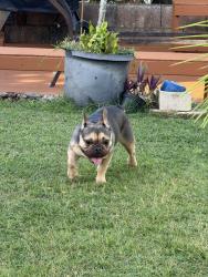 Reunited Female Dog last seen Sierra Drive, Honolulu, HI 96816