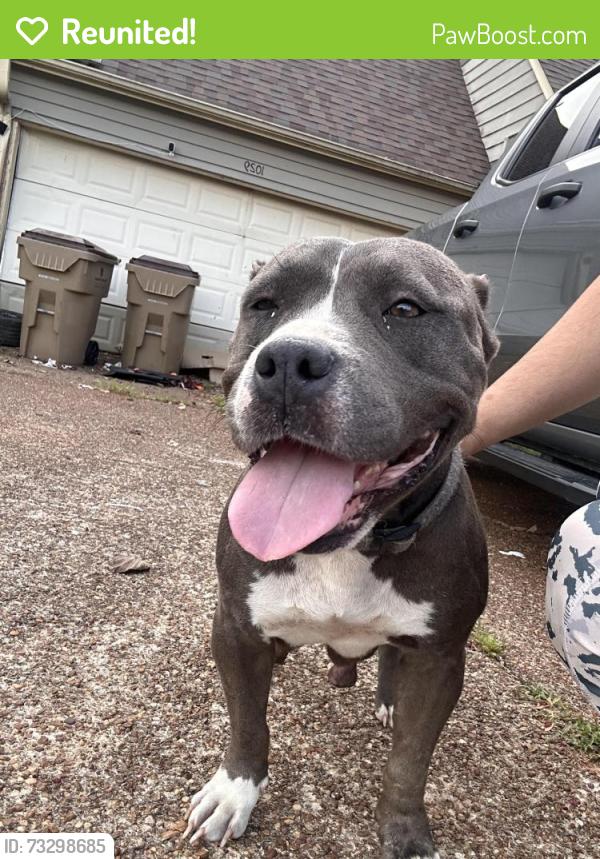 Reunited Female Dog last seen Spanish trail, Memphis, TN 38018