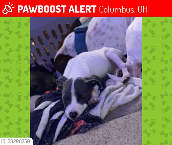 Lost Male Dog last seen Columbus, OH 43204 near West broad elementary, Columbus, OH 43223