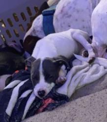 Lost Male Dog last seen Columbus, OH 43204 near West broad elementary, Columbus, OH 43223