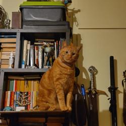 Reunited Male Cat last seen Calero and macadam CT across the street from calero park, San Jose, CA 95123