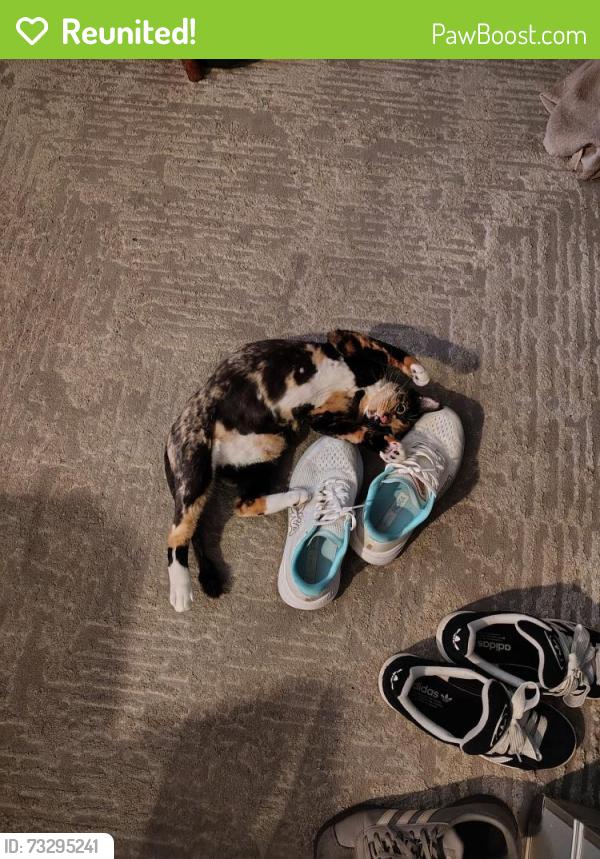 Reunited Female Cat last seen Saticoy & Louise, Los Angeles, CA 91406