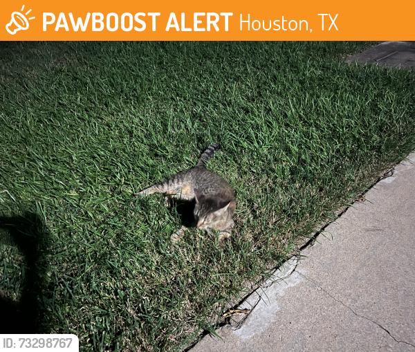 Found/Stray Unknown Cat last seen The cat is on the bayou park trail side. Right across the Bayou Park apmt complex, Houston, TX 77007