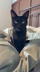 Lost Female Cat last seen Montrose neighborhood!, Post Falls, ID 83854
