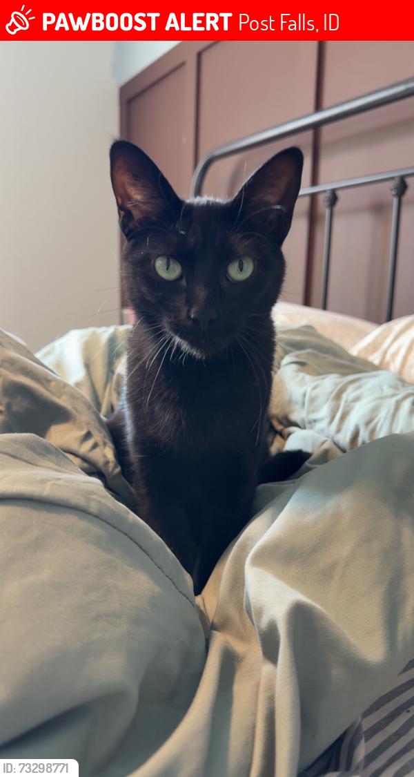 Lost Female Cat last seen Montrose neighborhood!, Post Falls, ID 83854