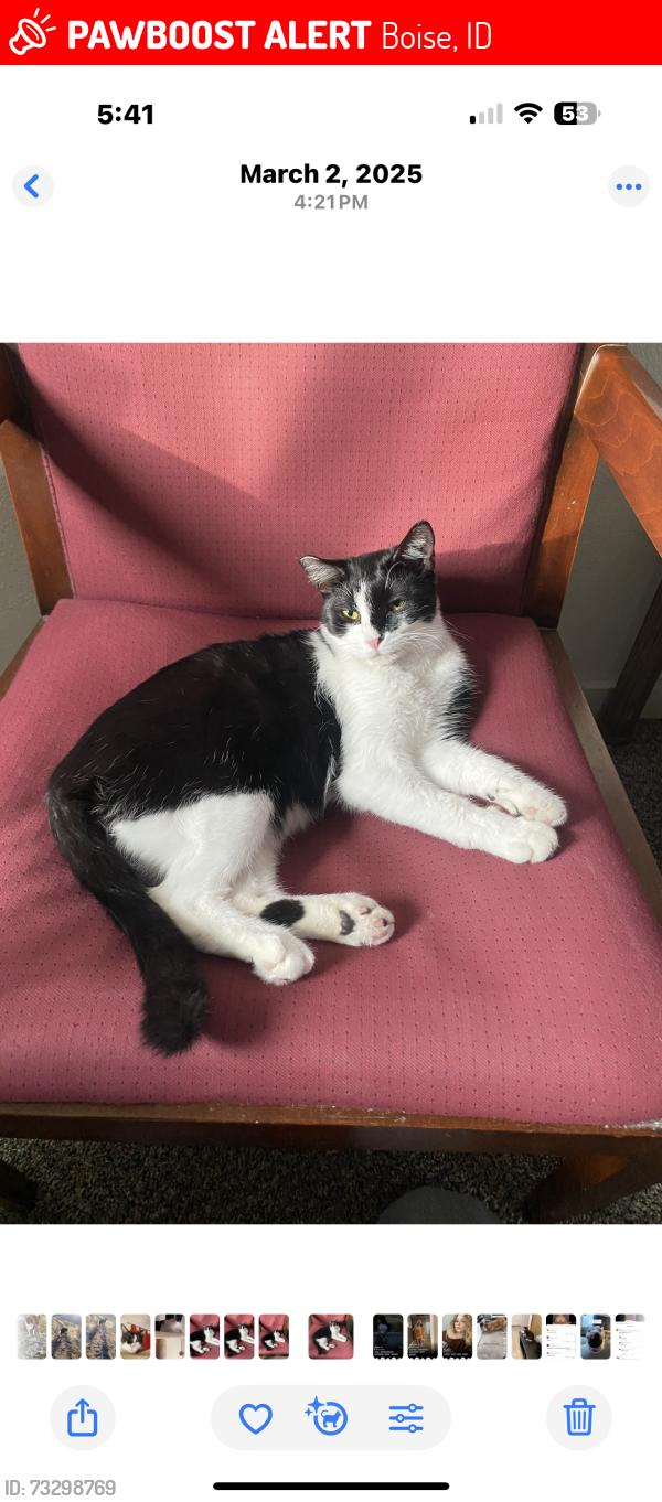 Lost Female Cat last seen State st and 32nd, Boise, ID 83703