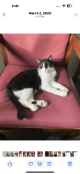 Lost Female Cat last seen State st and 32nd, Boise, ID 83703