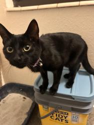 Lost Female Cat last seen The dear mail boxs, Lemmon Valley-Golden Valley, NV 89506