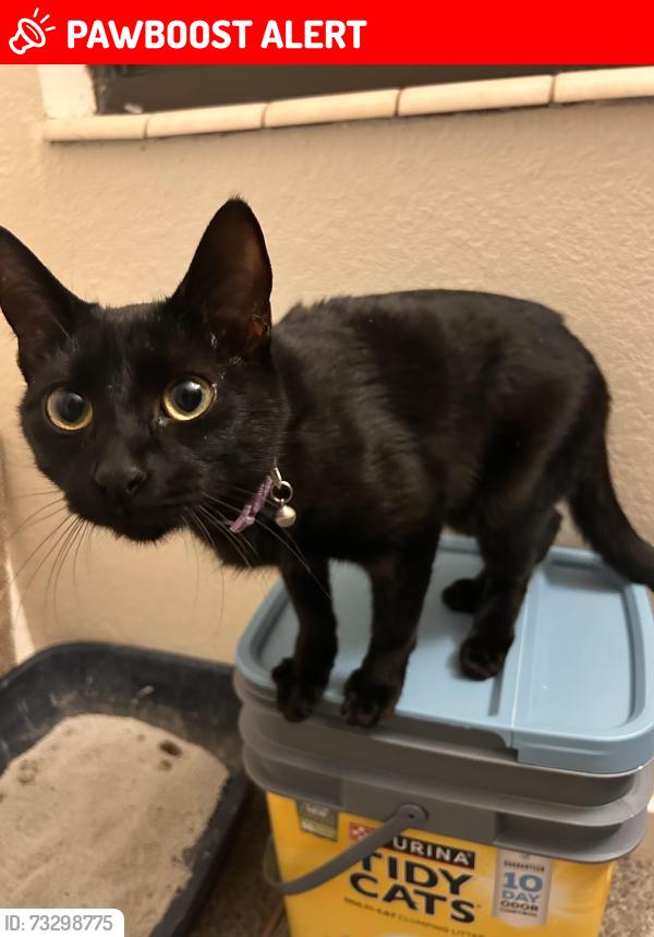 Lost Female Cat last seen The dear mail boxs, Lemmon Valley-Golden Valley, NV 89506