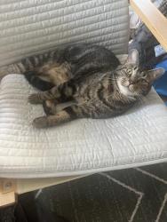 Lost Male Cat last seen Woodland Terrace and Woodland Ave, Philadelphia, PA 19104