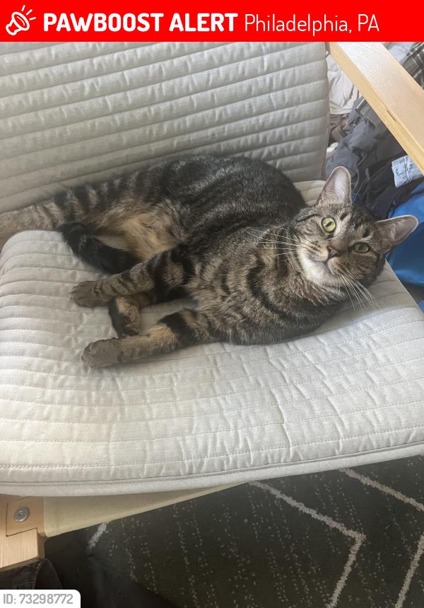 Lost Male Cat last seen Woodland Terrace and Woodland Ave, Philadelphia, PA 19104