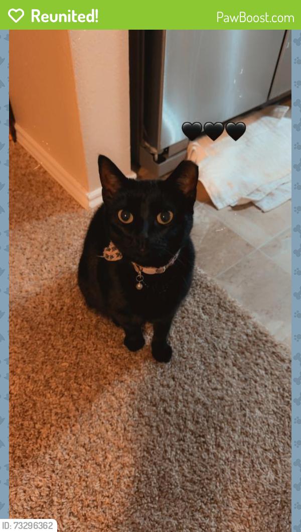 Reunited Female Cat last seen Vineridge Ln, Wickham Rs, Burleson, TX 76028