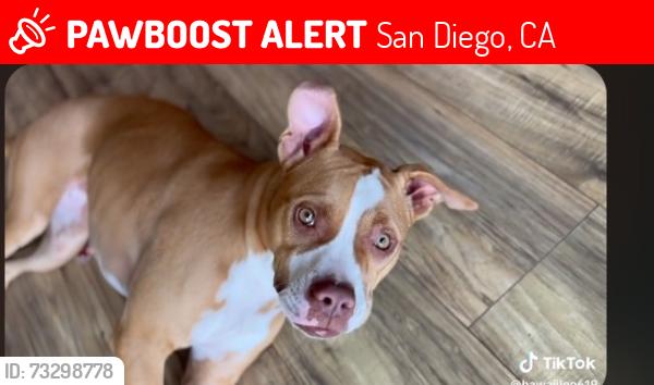 Lost Female Dog last seen Brooklyn ave n 66 th, San Diego, CA 92114