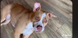 Lost Female Dog last seen Brooklyn ave n 66 th, San Diego, CA 92114