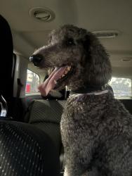 Reunited Unknown Dog last seen Near Eleven on E 223rd St, Carson, CA 90746