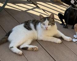 Found/Stray Unknown Cat last seen Hyacinth Ave -near furness parkway, Saint Paul, MN 55119