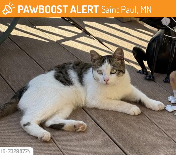 Found/Stray Unknown Cat last seen Hyacinth Ave -near furness parkway, Saint Paul, MN 55119