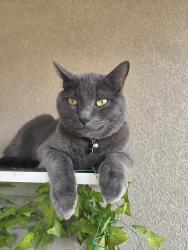 Reunited Male Cat last seen Golden Eagle Loop & Westphalia, Rio Rancho, NM 87144