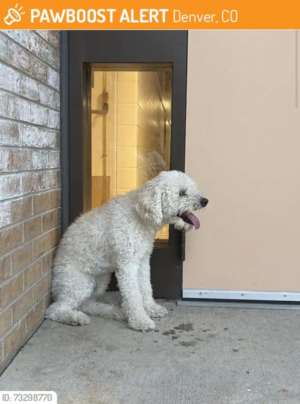 Found/Stray Male Dog last seen centennial school 44th and raleigh, Denver, CO 80212