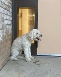 Found/Stray Male Dog last seen centennial school 44th and raleigh, Denver, CO 80212
