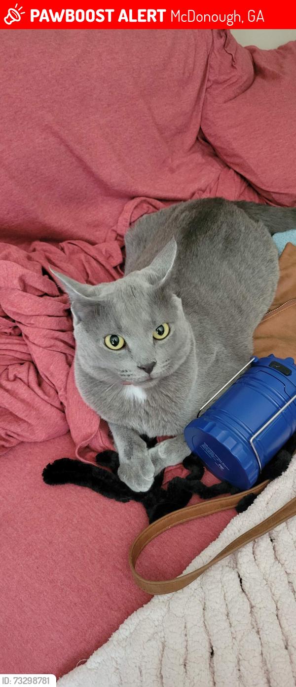 Lost Male Cat last seen Near ga 42 mcdonough ga 30253, McDonough, GA 30253