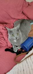 Lost Male Cat last seen Near ga 42 mcdonough ga 30253, McDonough, GA 30253