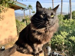 Lost Male Cat last seen N Rogers Rd. and Orchard Dr., Spring Valley, CA 91977